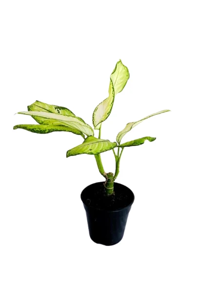 Dumb Cane ( Dieffenbachia ) Varity - image 3