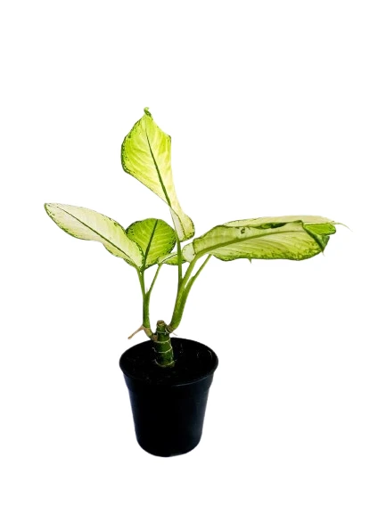 Dumb Cane ( Dieffenbachia ) Varity - image 4