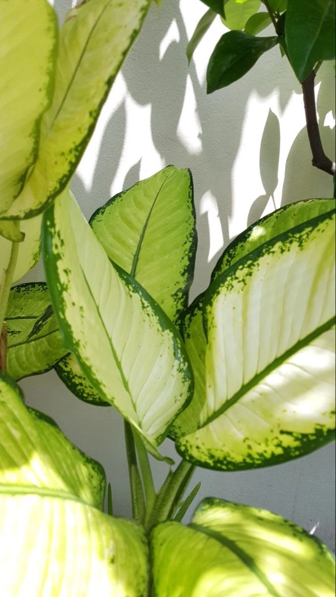 Dumb Cane ( Dieffenbachia ) Varity - image 5