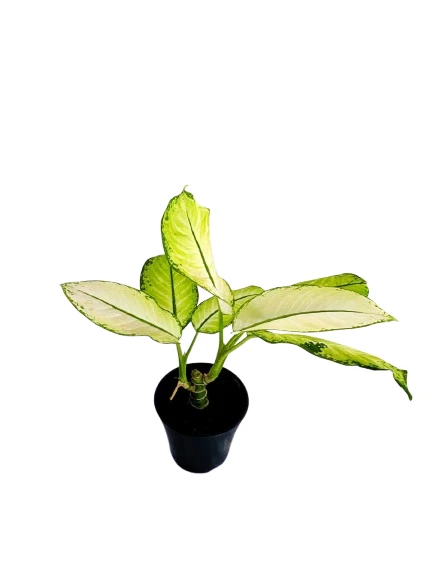 Dumb Cane ( Dieffenbachia ) Varity - image 6