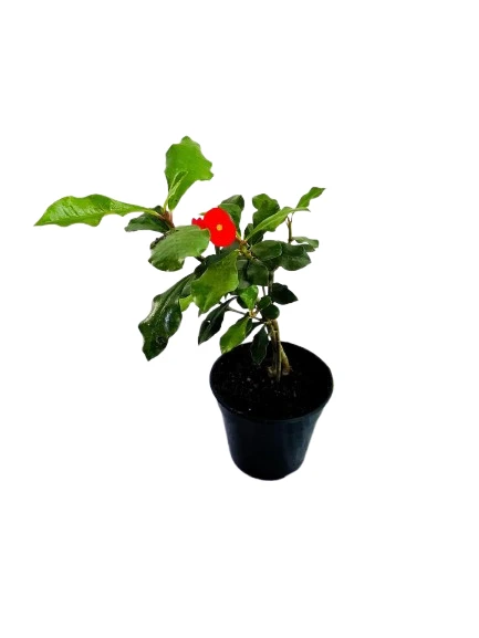 Euphorbia Geroldii Plant - image 2