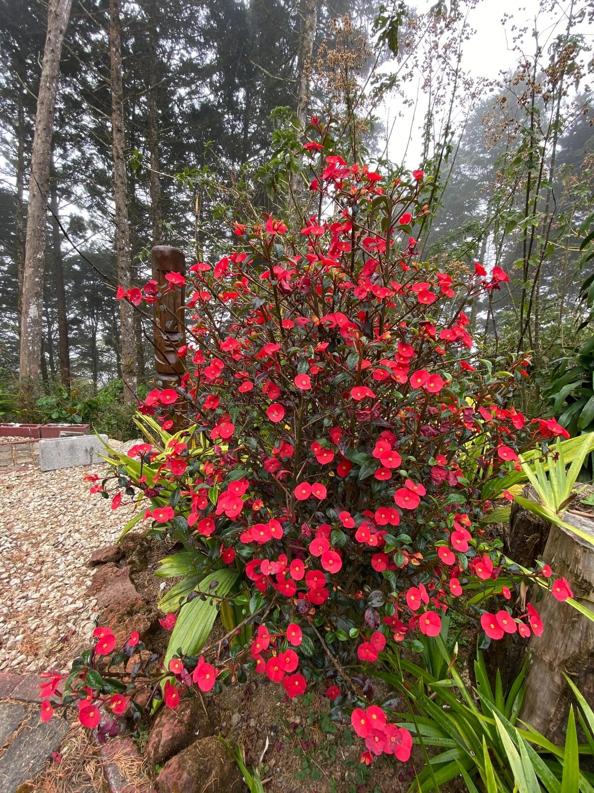 Euphorbia Geroldii Plant - image 3