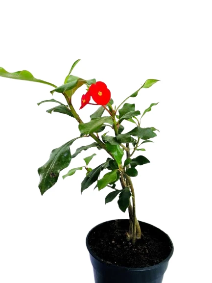 Euphorbia Geroldii Plant - image 4