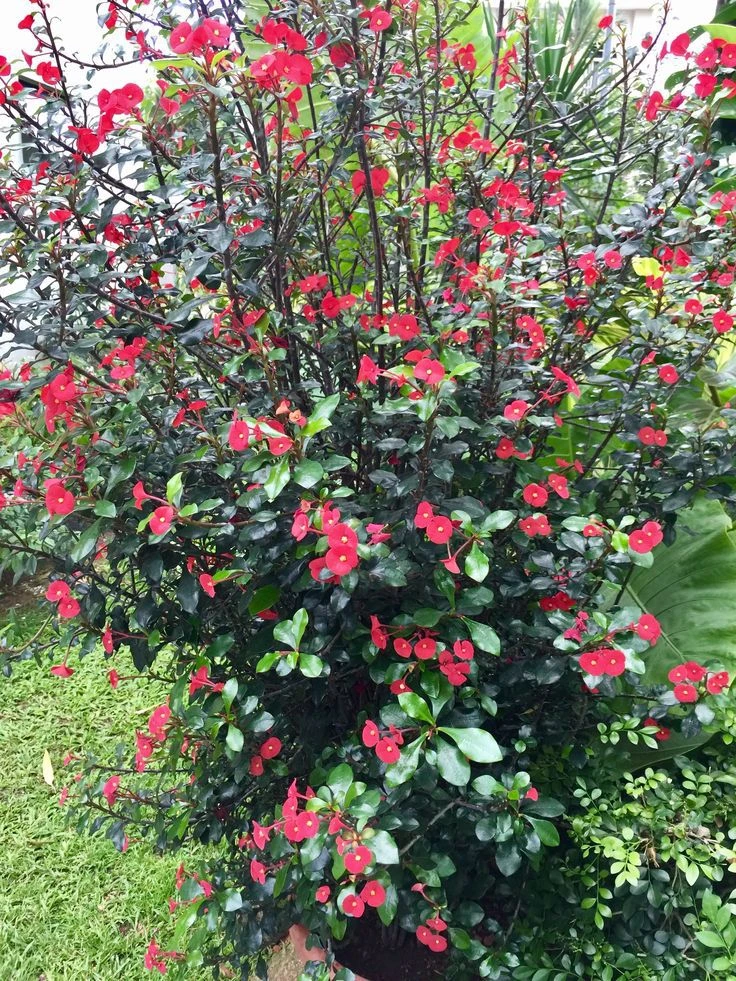 Euphorbia Geroldii Plant - image 5