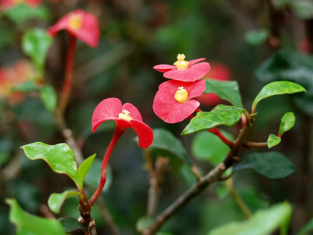 Euphorbia Geroldii Plant - image 6