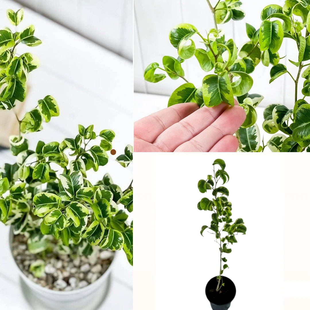 ficus benjamina barok variegated Plant