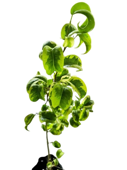 ficus benjamina barok variegated Plant - image 2