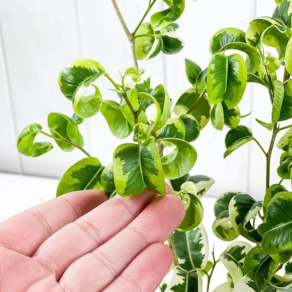 ficus benjamina barok variegated Plant - image 3