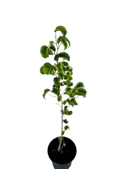 ficus benjamina barok variegated Plant - image 4