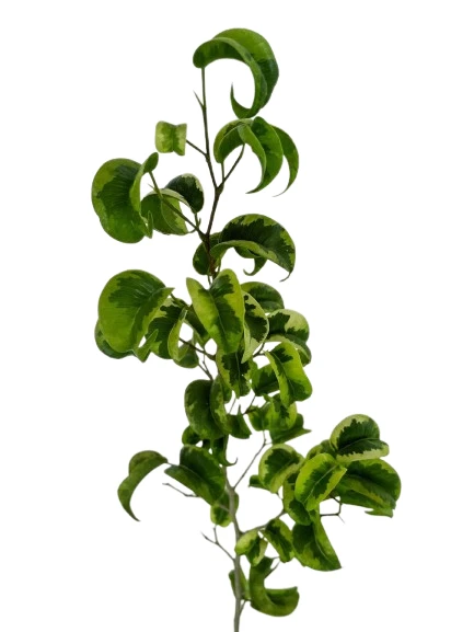 ficus benjamina barok variegated Plant - image 5