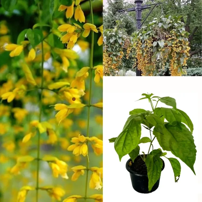 Golden Bell Vine Plant - image 2