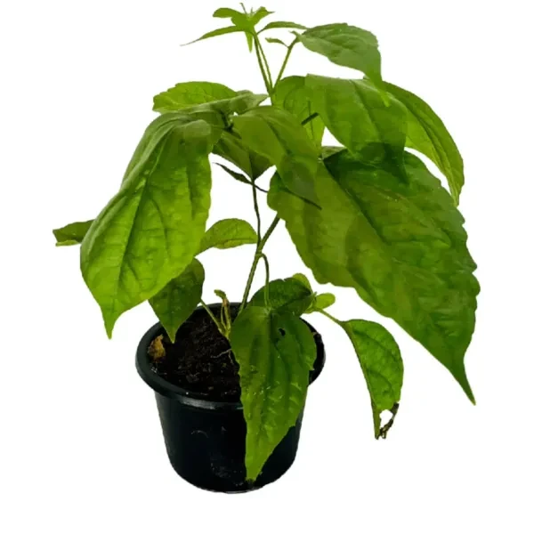Golden Bell Vine Plant - image 3