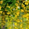Golden Bell Vine Plant - image 4