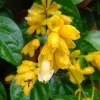 Golden Bell Vine Plant - image 5