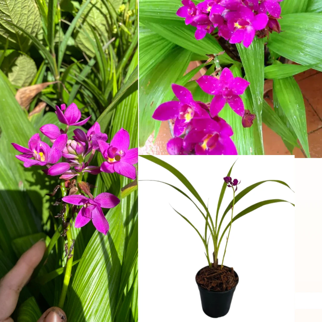 Ground Orchid Purple Plant - image 1