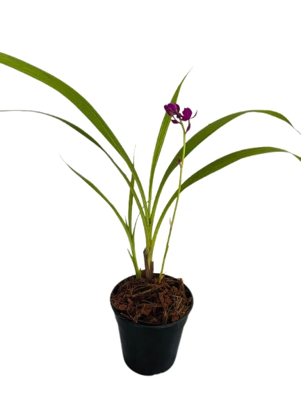 Ground Orchid Purple Plant - image 2