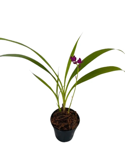 Ground Orchid Purple Plant - image 3