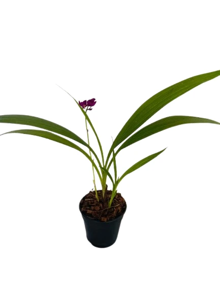 Ground Orchid Purple Plant - image 4