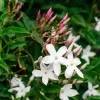 Indian Jasmine Plants - image 2