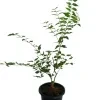Indian Jasmine Plants - image 3