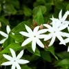 Indian Jasmine Plants - image 4