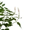 Indian Jasmine Plants - image 5