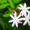 Indian Jasmine Plants - image 6