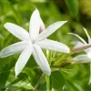 Indian Jasmine Plants - image 7