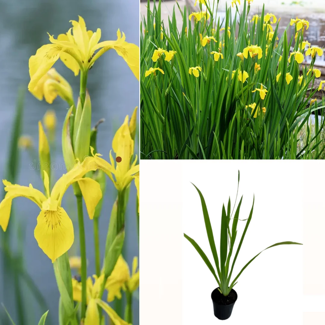 Iris Yellow Plant