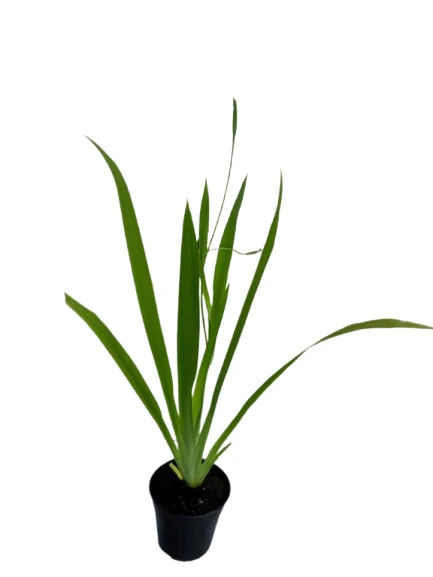 Iris Yellow Plant - image 2