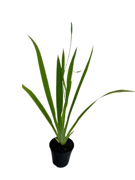Iris Yellow Plant - image 3