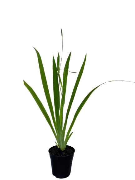 Iris Yellow Plant - image 4