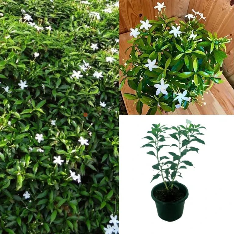 Ivata Green Plant
