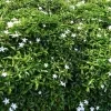 Ivata Green Plant - image 2