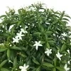Ivata Green Plant - image 3