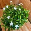 Ivata Green Plant - image 4