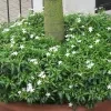 Ivata Green Plant - image 5