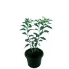 Ivata Green Plant - image 6