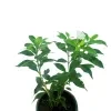Ivata Green Plant - image 7