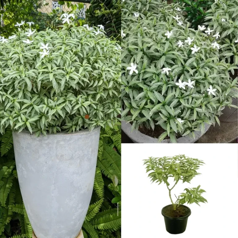 Ivata Silver Plant