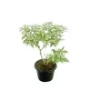 Ivata Silver Plant - image 2