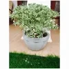 Ivata Silver Plant - image 3