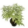Ivata Silver Plant - image 4