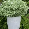 Ivata Silver Plant - image 5