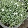 Ivata Silver Plant - image 6