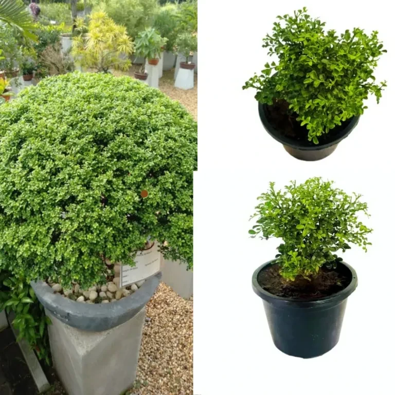Kuru atteria Plant - image 1