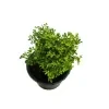 Kuru atteria Plant - image 2
