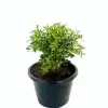 Kuru atteria Plant - image 3