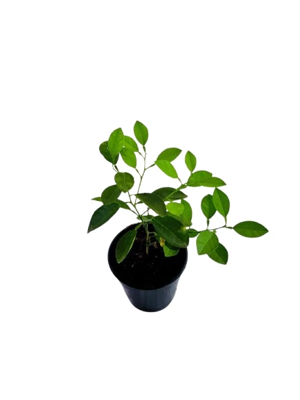 Lime Plant - image 2