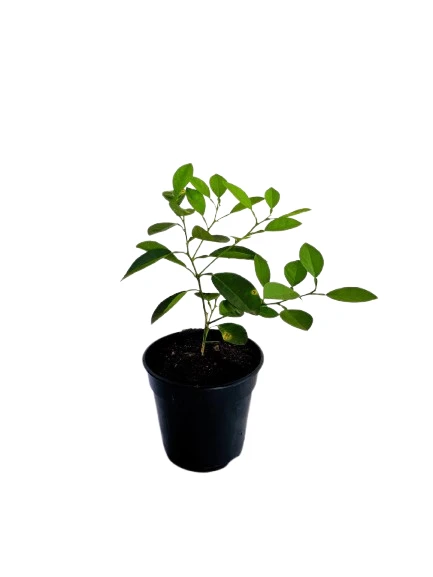 Lime Plant - image 3